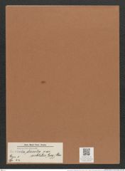 Navicula directa var. sutbilis (Greg.) Cleve. (de-Toni-Nr.: Genus 1, Species 44) Zeichnungen Sammlung Grunow Mappe 00036 (Herbarium_W_Grunow_drawings_Folder_00036)